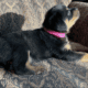 AKC Rottweiler Puppy Ready For Her New Home
